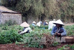 Hỗ trợ nông dân Trà Vinh sản xuất thích ứng biến đổi khí hậu 
